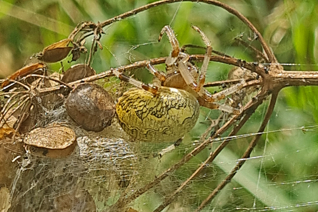 Marmerspin